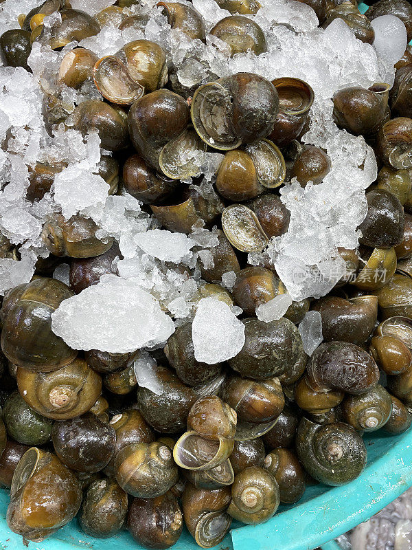 全画幅图片，新捕获的一堆长春花(Littorina littorea)在一个巨大的绿色塑料桶的碎冰，高架视图